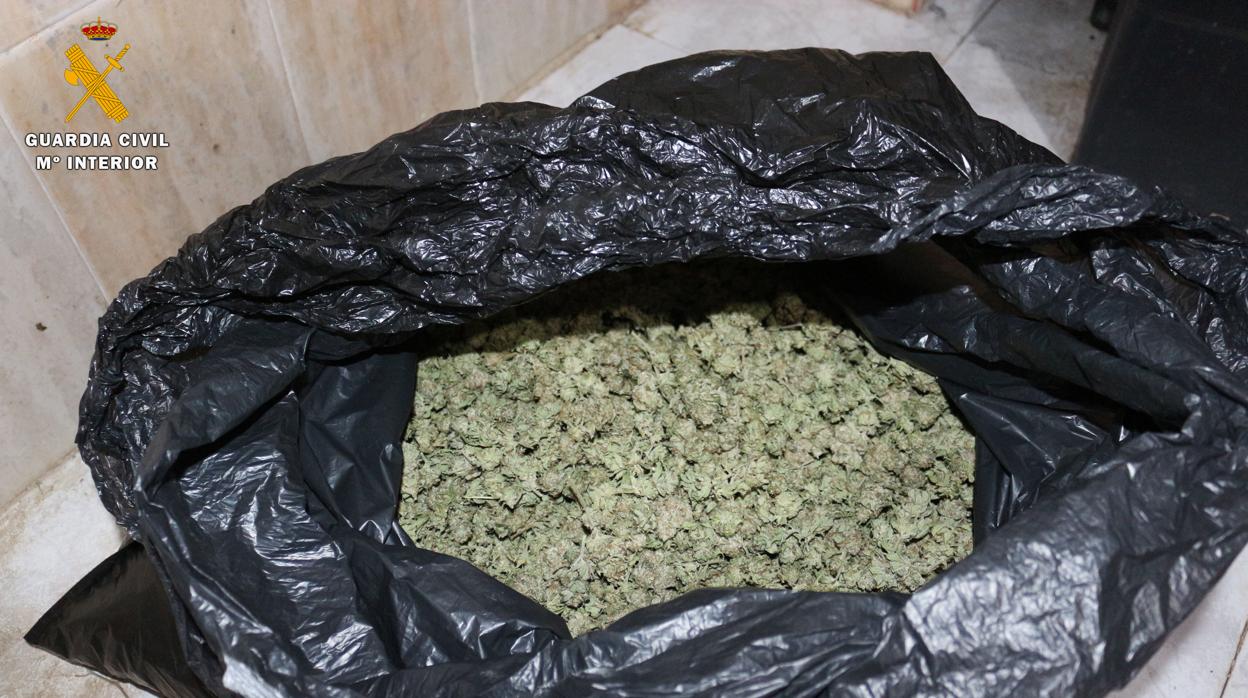 Marihuana intervenida por la Guardia Civil en Palma del Río