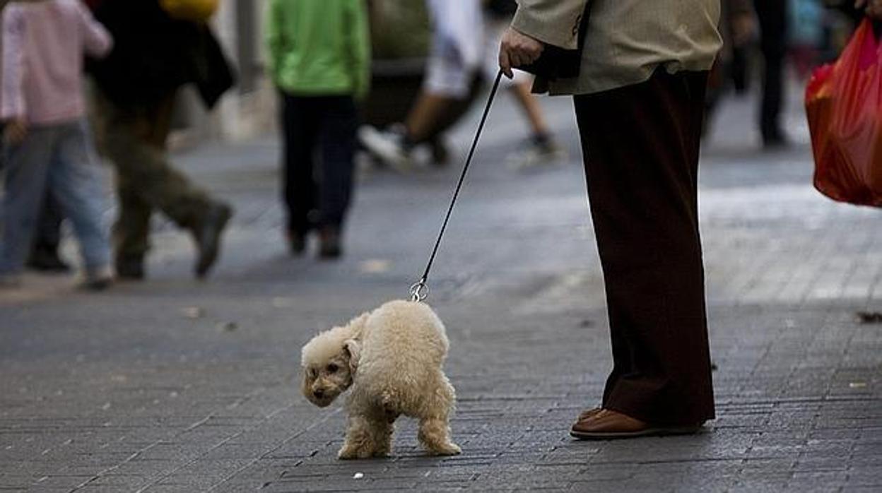 Una mujer paseando a su perro en una imagen de archivo