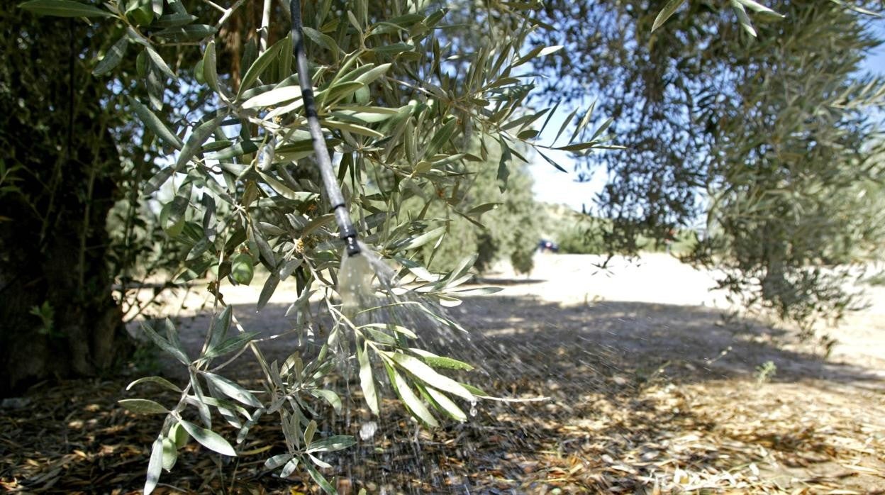 Olivar dotado de un sistema de riego por goteo