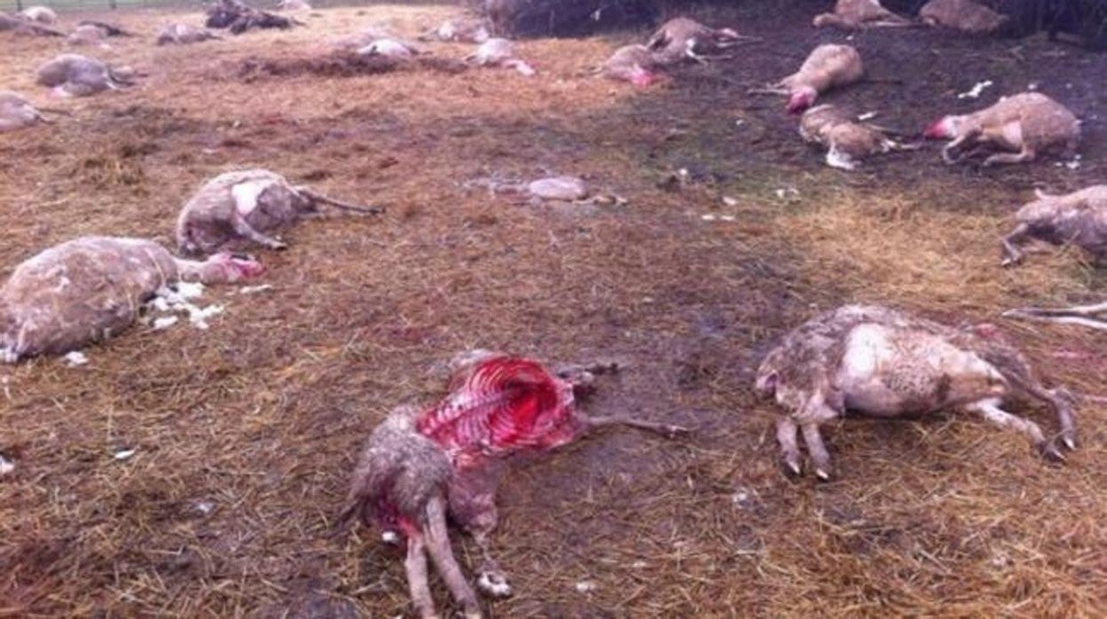 Así quedó un rebaño de ovejas tras el paso de los lobos