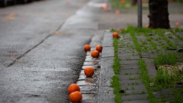 Naranjas y limones