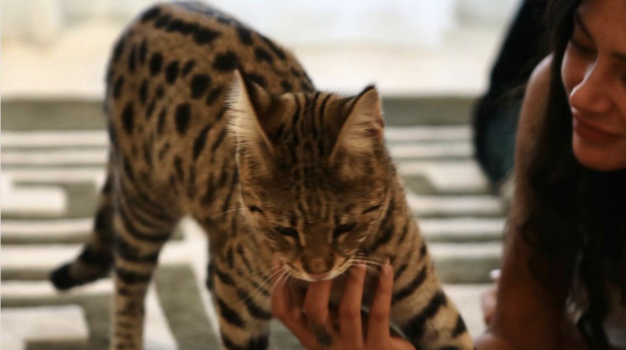 Alix con su gato en Benahavís