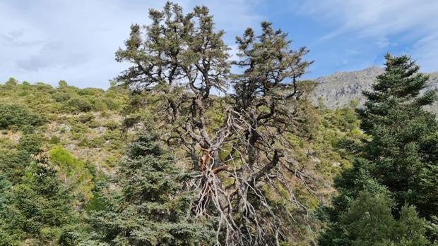 El abuelo del parque