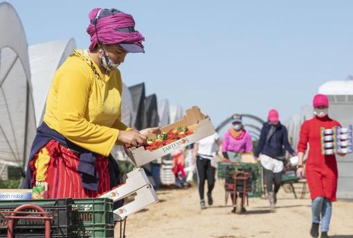 Todos los años hay que echar mano de mujeres marroquíes para la recolección