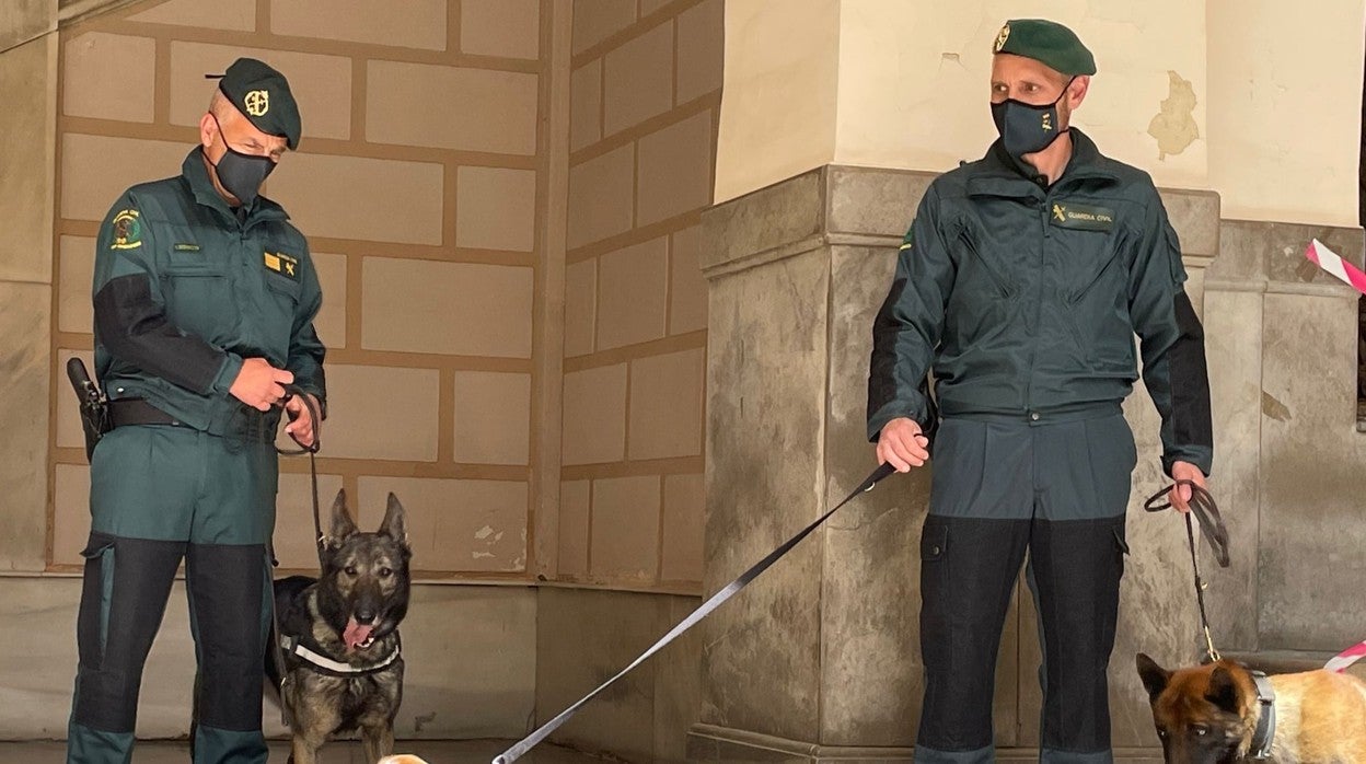 Plantean que el olfato de los perros policía pueda ayudar a un proceso penal como indicio de prueba