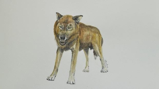 Descubren una nueva especie de pequeño lobo en el yacimiento de Venta Micena en Orce, Granada