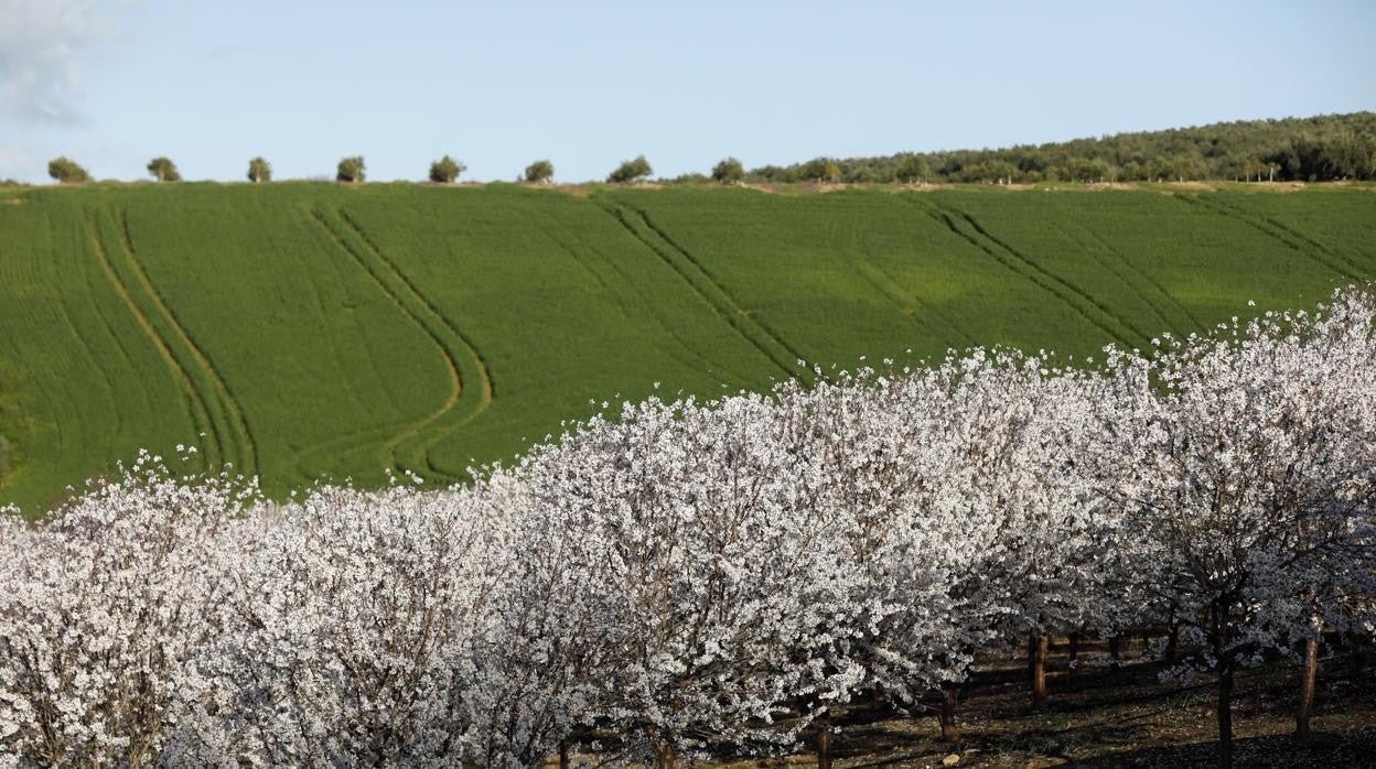 Almendros en flor, campos de trigo y olivares al fondo en un terreno al sur de la capital cordobesa