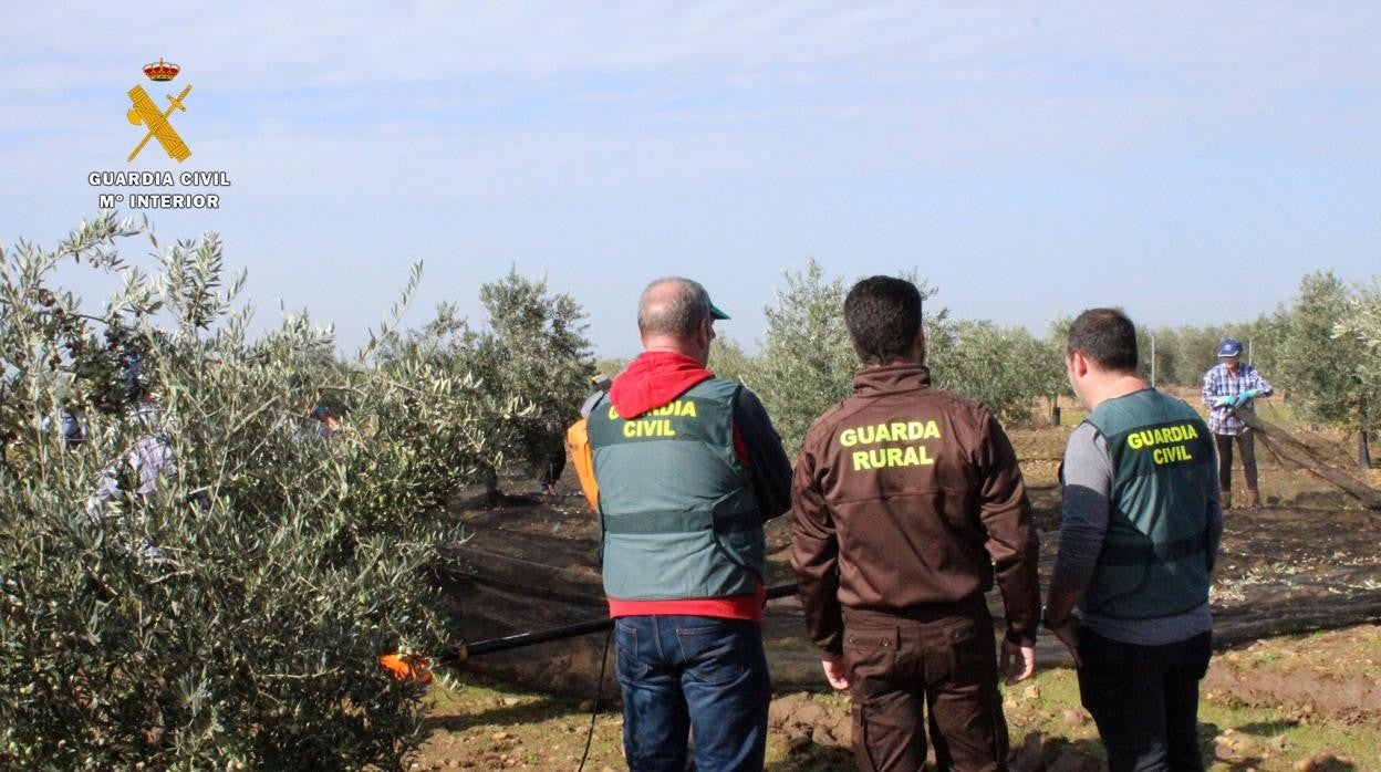 Dos agentes de los equipos Roca de la Guardia Civil de Córdoba en una explotación olivarera en la provincia