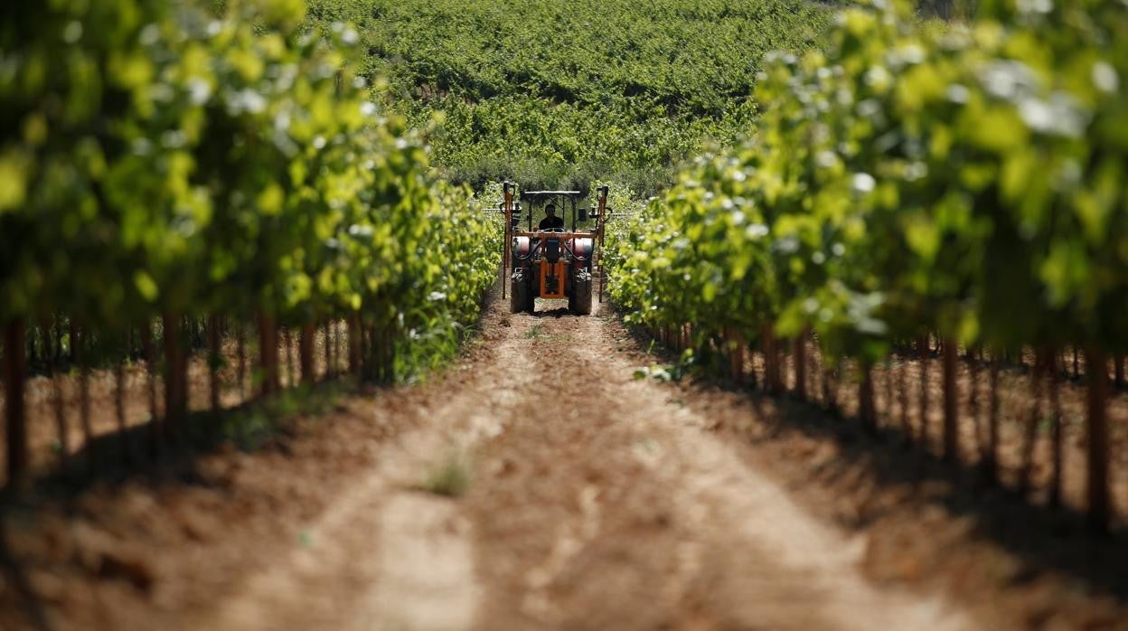 Un tractor trabaja en una explotación vitvinícola durante el estado de alarma