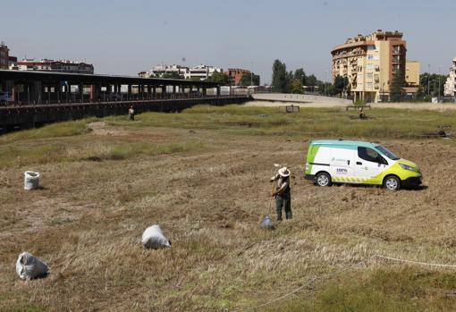 Trabajos de limpieza que realiza el Ayuntamiento de Córdoba