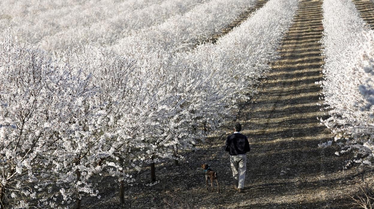 Campo de almendros en flor en la carretera de Almodóvar