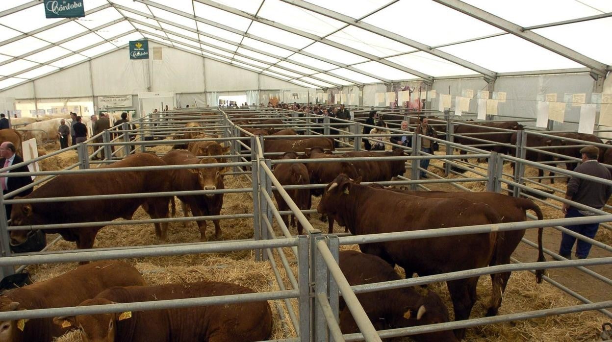 Reses en la feria Agroganadera del Valle de los Pedroches
