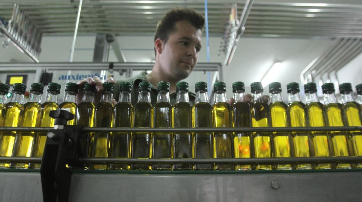 Embotellado de aceite de oliva en la provincia de Córdoba