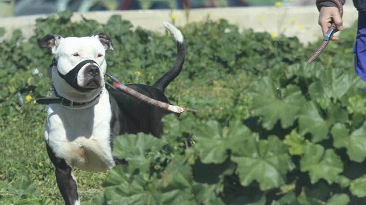 Imagen de archivo de un pittbull, una raza considerada potencialmente peligrosa