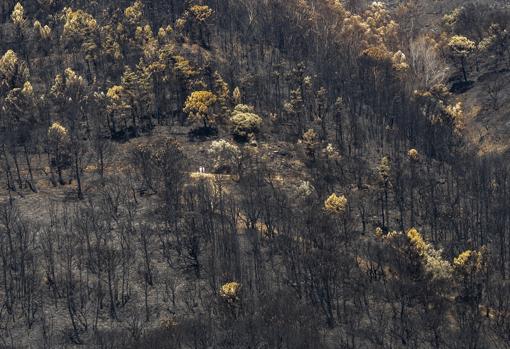 El incendio ha devastado cerca de 10.000 hectáreas de monte público