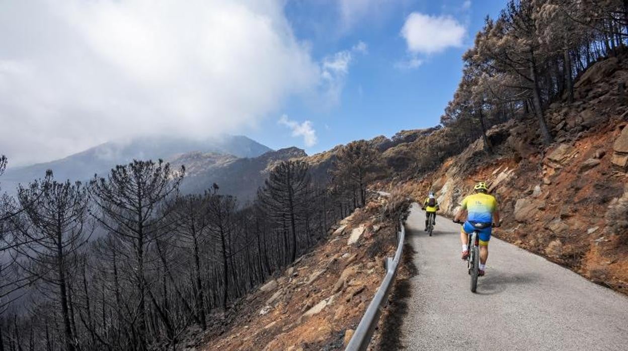 Unos ciclistas atraviesan una carretera de Sierra Bermeja pocos días después del incendio