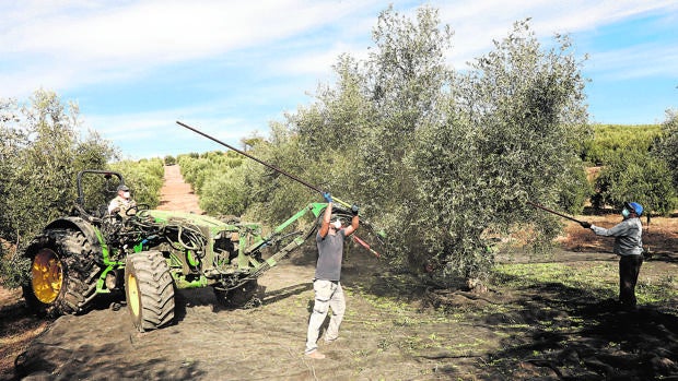La campaña de recogida de la aceituna en Córdoba arranca con el precio del aceite más alto desde 2017