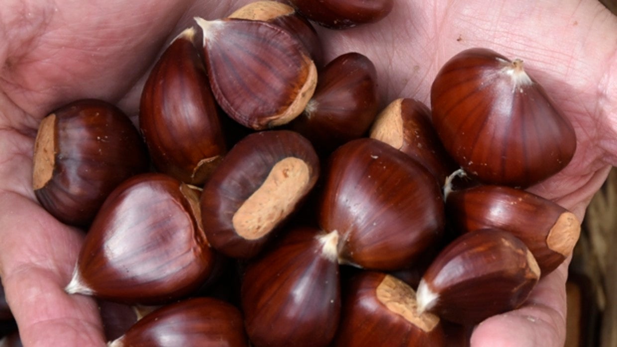 Castañas de la Sierra de Aracena y Picos de Aroche