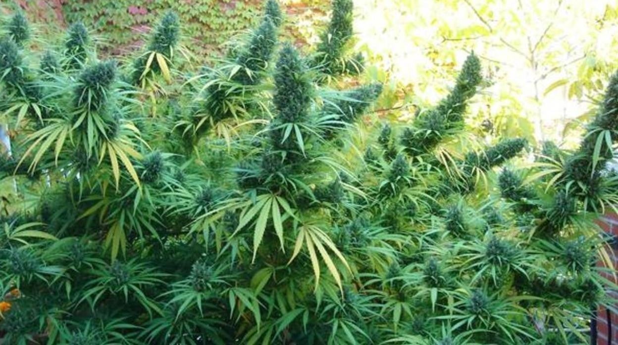 Imagen de una plantación de marihuana intervenida en la provincia de Sevilla