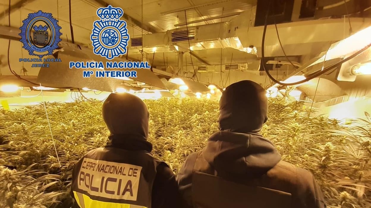 Dos policías nacionales, ante una plantación desmantelada en Jerez