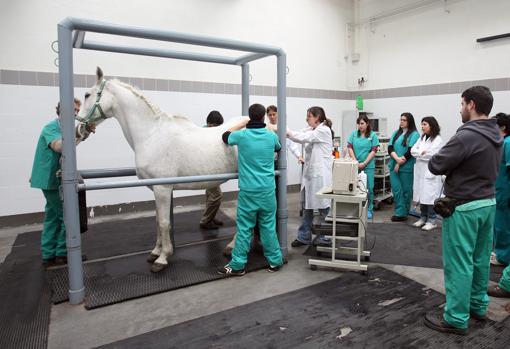 Hospital Clínico de Veterinaria en el campus de Rabanales de la Universidad de Córdoba
