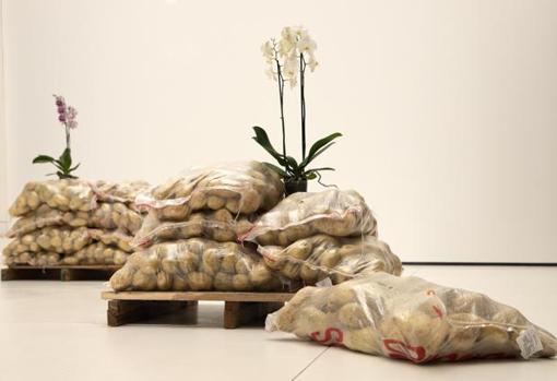 Sacos de patatas apilados en la muestra del organismo de la Diputación