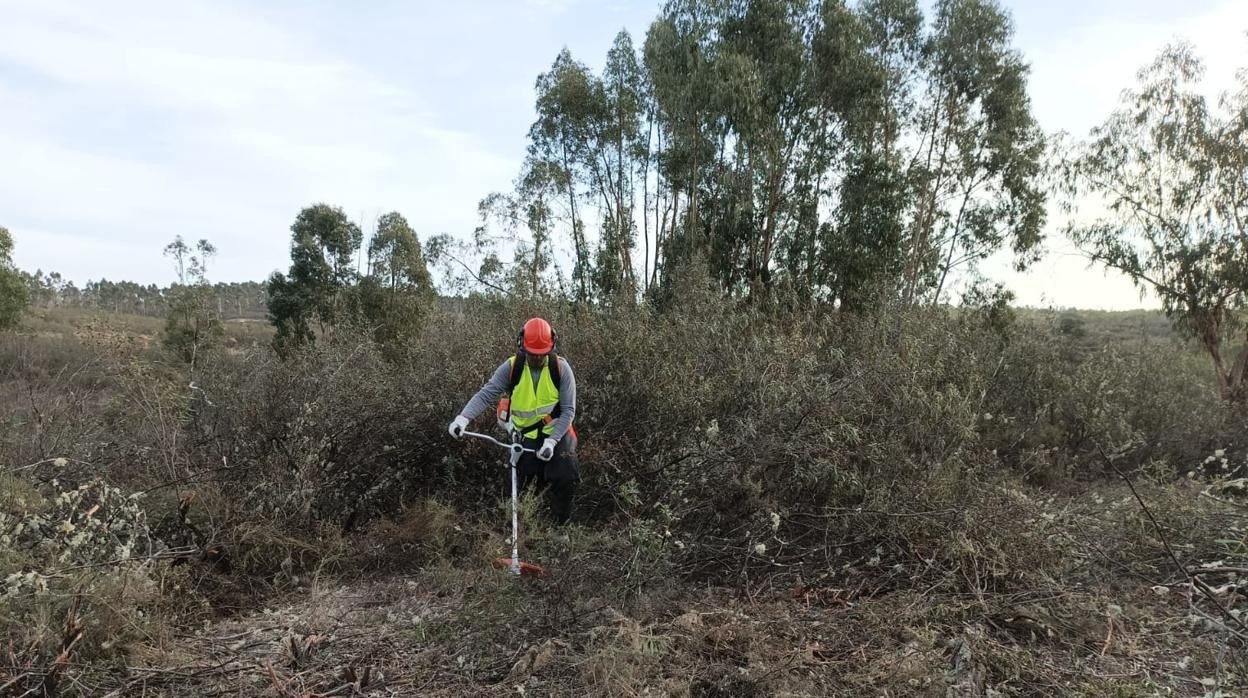 Un colaborador del equipo realizando trabajos de desbroce