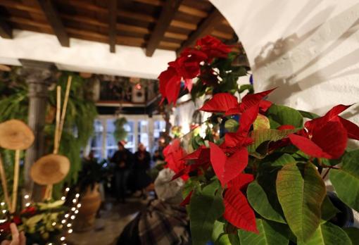 Patios Navidad Córdoba | Más de 40 recintos abrirán sus puertas desde mañana cargados de actividades