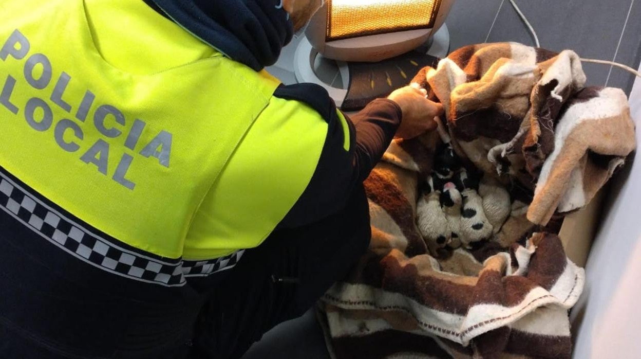 Fotos de los cachorros rescatados por la Policia Local de Montilla
