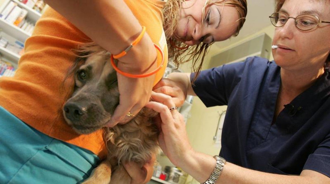 En la imagen, un veterinario inserta un micro chip en un canino