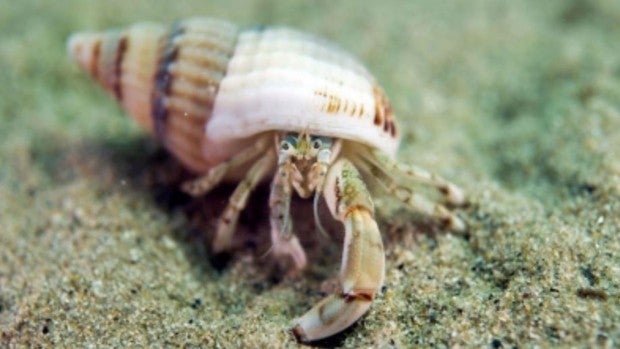 Descubren en las costas de Andalucía una nueva especie de cangrejo ermitaño