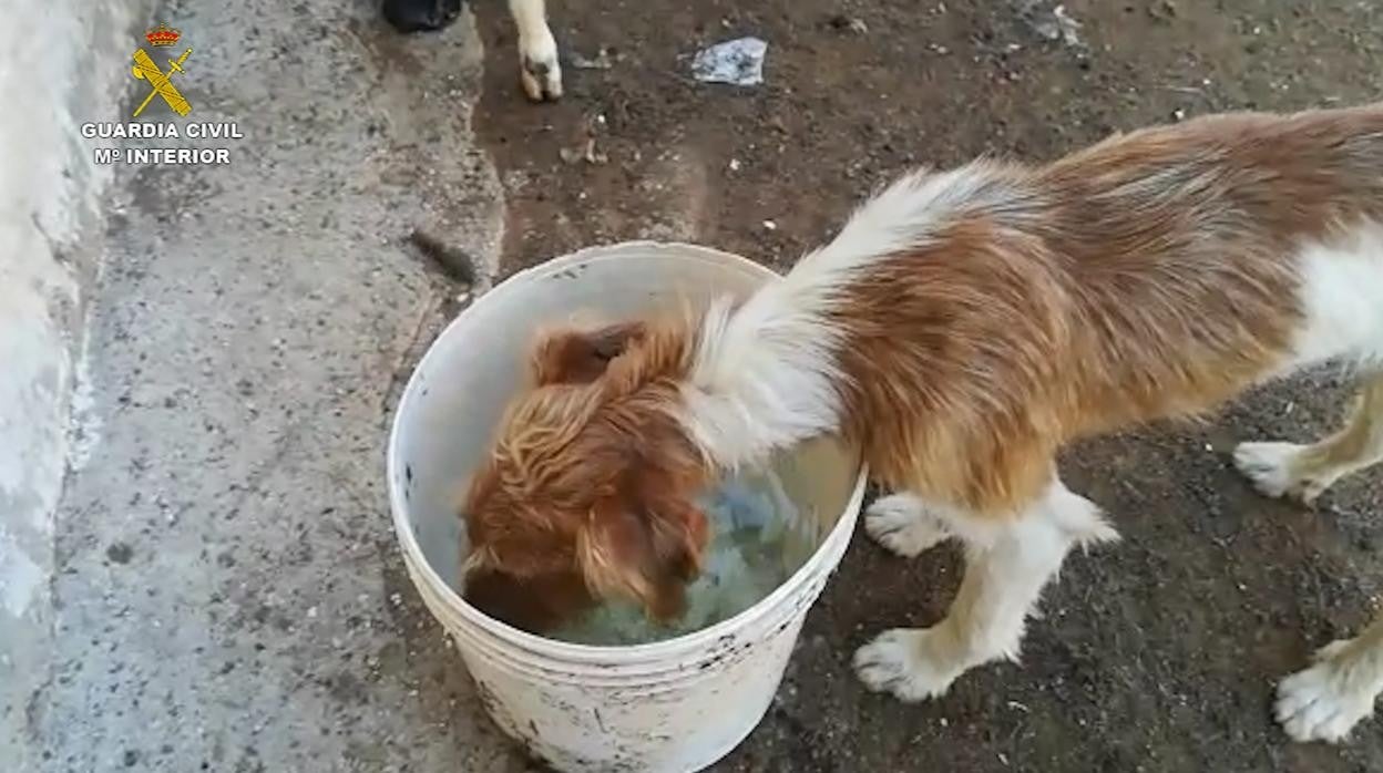 Uno de los perros de la explotación caprina investigada por el Seprona bebe tras la inspección de los agentes