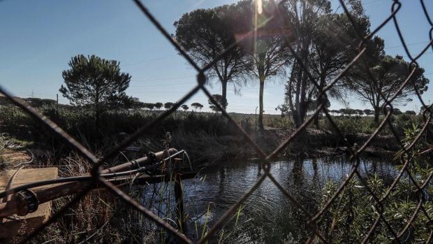 El Gobierno se opone a la regularización de los regadíos del entorno de Doñana