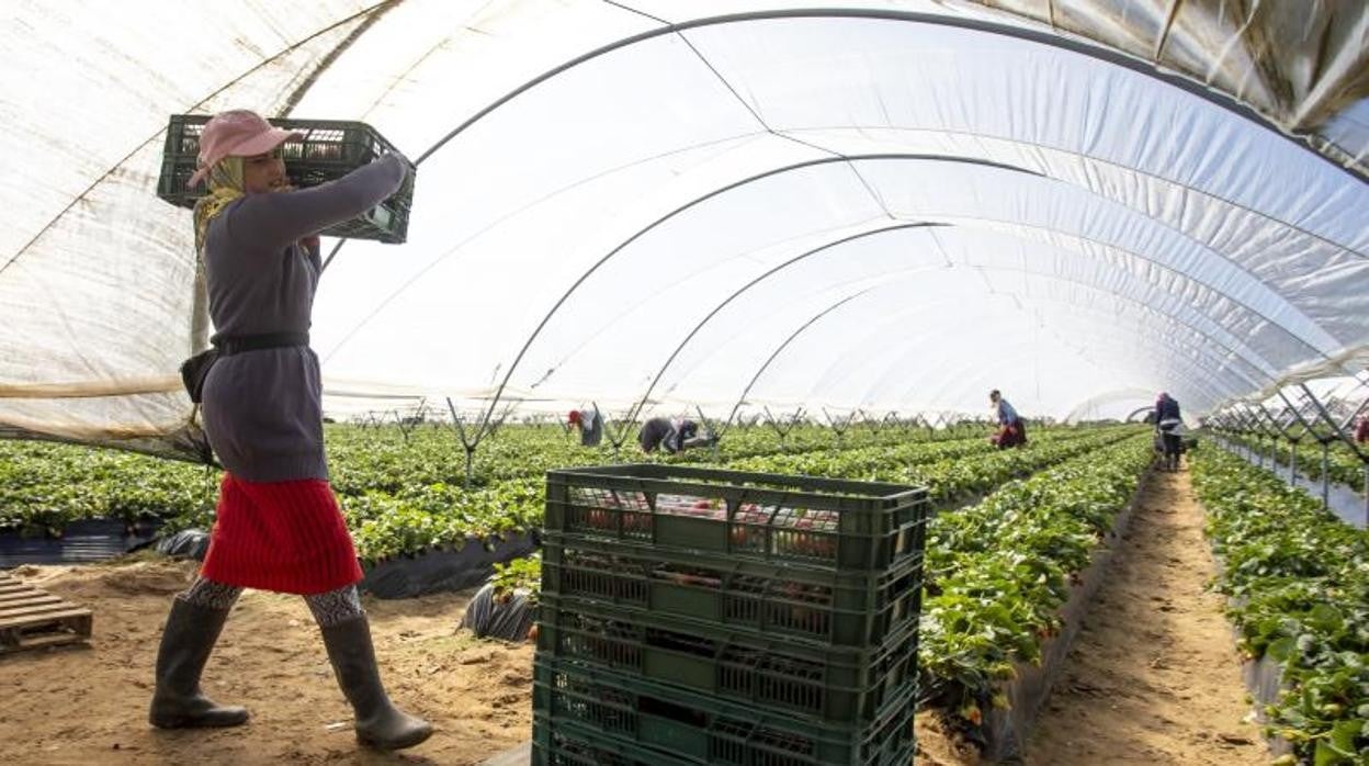 Los frutos rojos de la provincia de Huelva dan trabajo de forma directa a más de cien mil personas