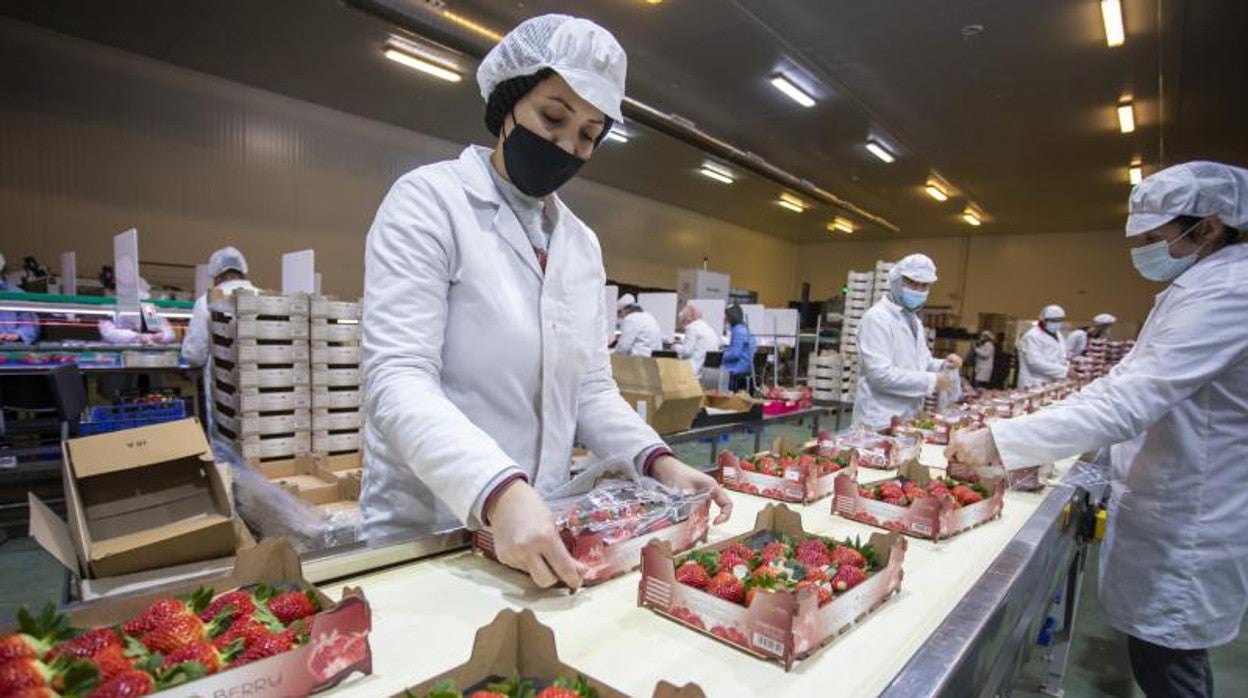 El sector exporta en torno a los mil millones de euros en frutos rojos