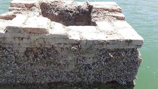 Ocho especies invasoras se unen a la sequía como factor de riesgo para la cuenca del Guadalquivir