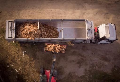 Imagen facilitada por Greenpeace que muestra la retirada de miles de aves muertas en una explotación en Íscar, Valladolid, tras un brote de gripe aviar en febrero de este año