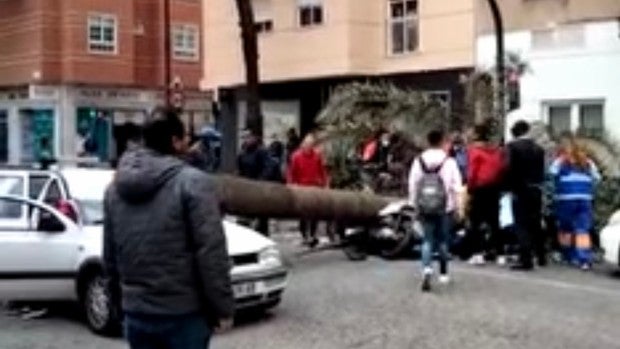Un muerto por el temporal tras caer una palmera cuando circulaba por una calle de Almería