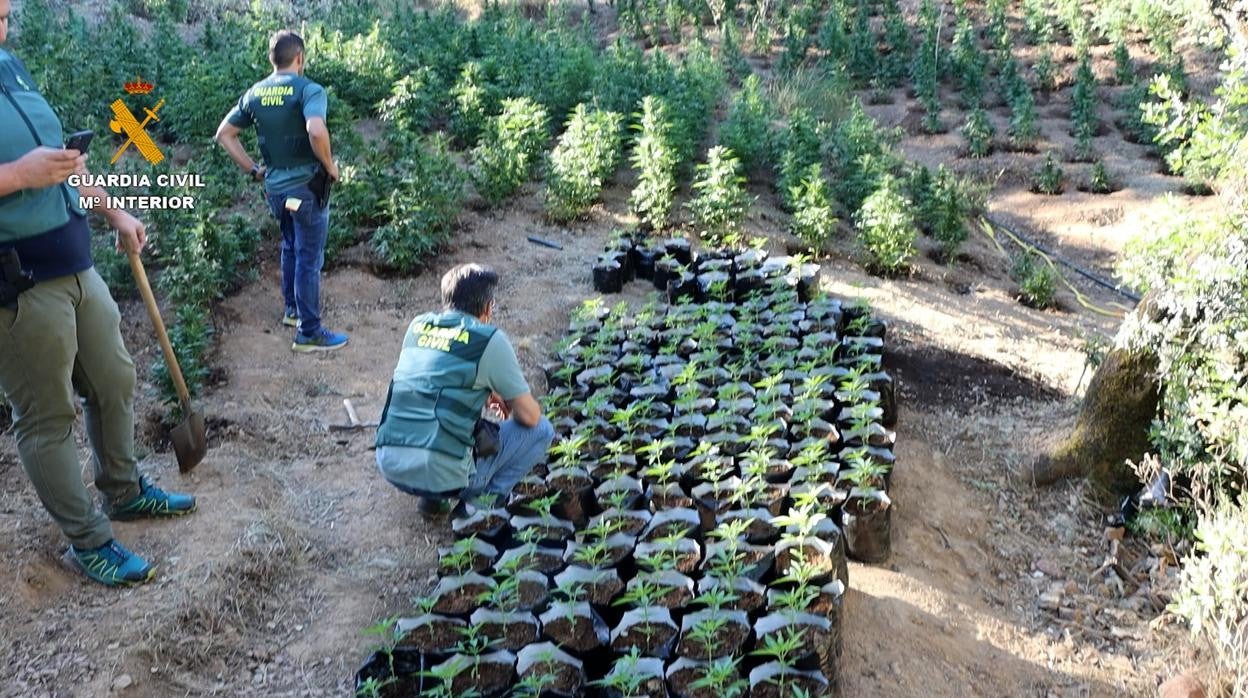 Cultivo de marihuna escondido en una zona inaccesible de la sierra norte de Córdoba