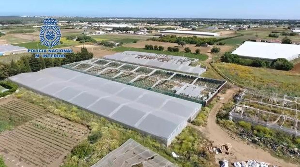 Viveros de marihuana desmantelados en El Colorado (Conil) que funcionaba como una finca