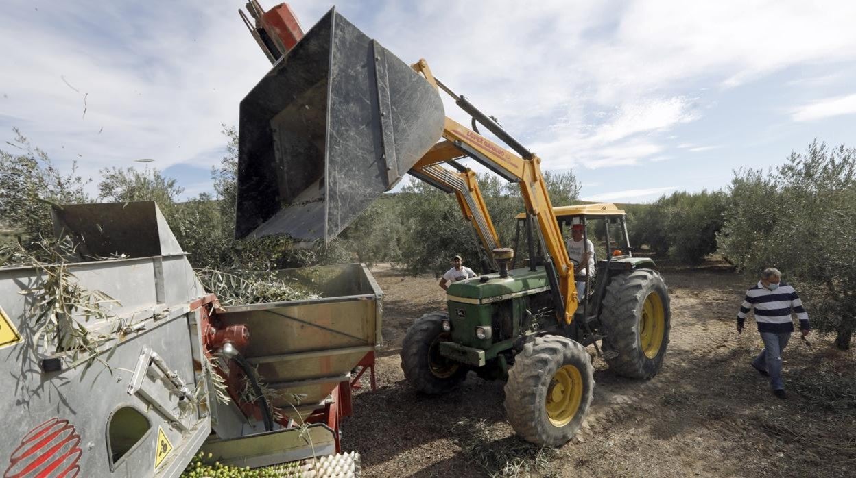 Un tractor vuelca aceituna durante su campaña de recogida en una explotación de Montilla