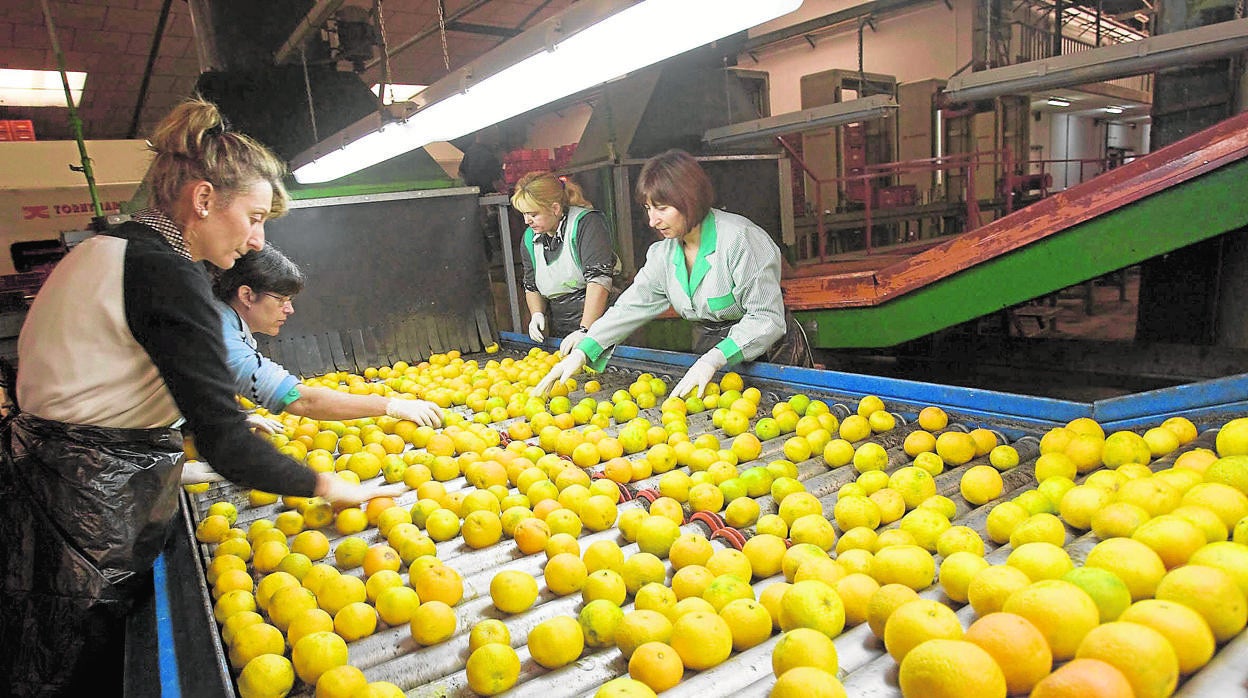 Trabajadoras en una planta de procesamiento de cítricos