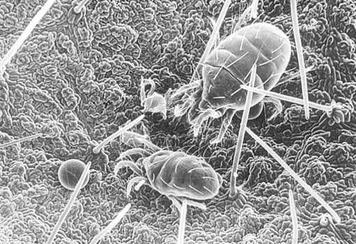 Atención, alérgicos: trucos caseros para eliminar y prevenir los ácaros en el hogar