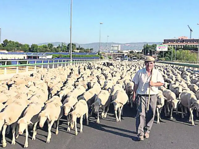 Las ovejas reivindican las viejas rutas de los pastores