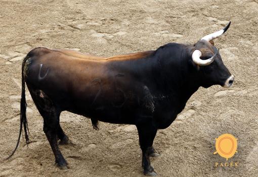 Seis toros de Matilla para la primera corrida de relumbrón de la Feria de Abril de Sevilla 2018