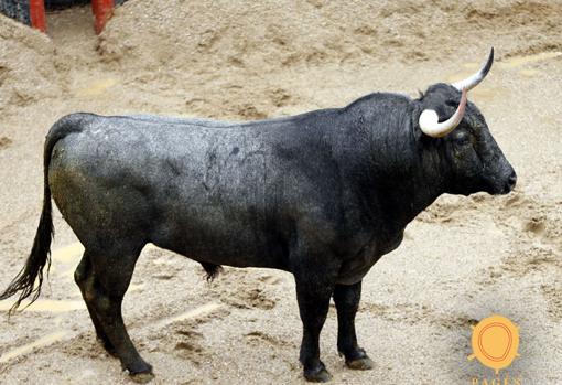 Seis toros de Victorino para Antonio Ferrera, Manuel Escribano y Daniel Luque