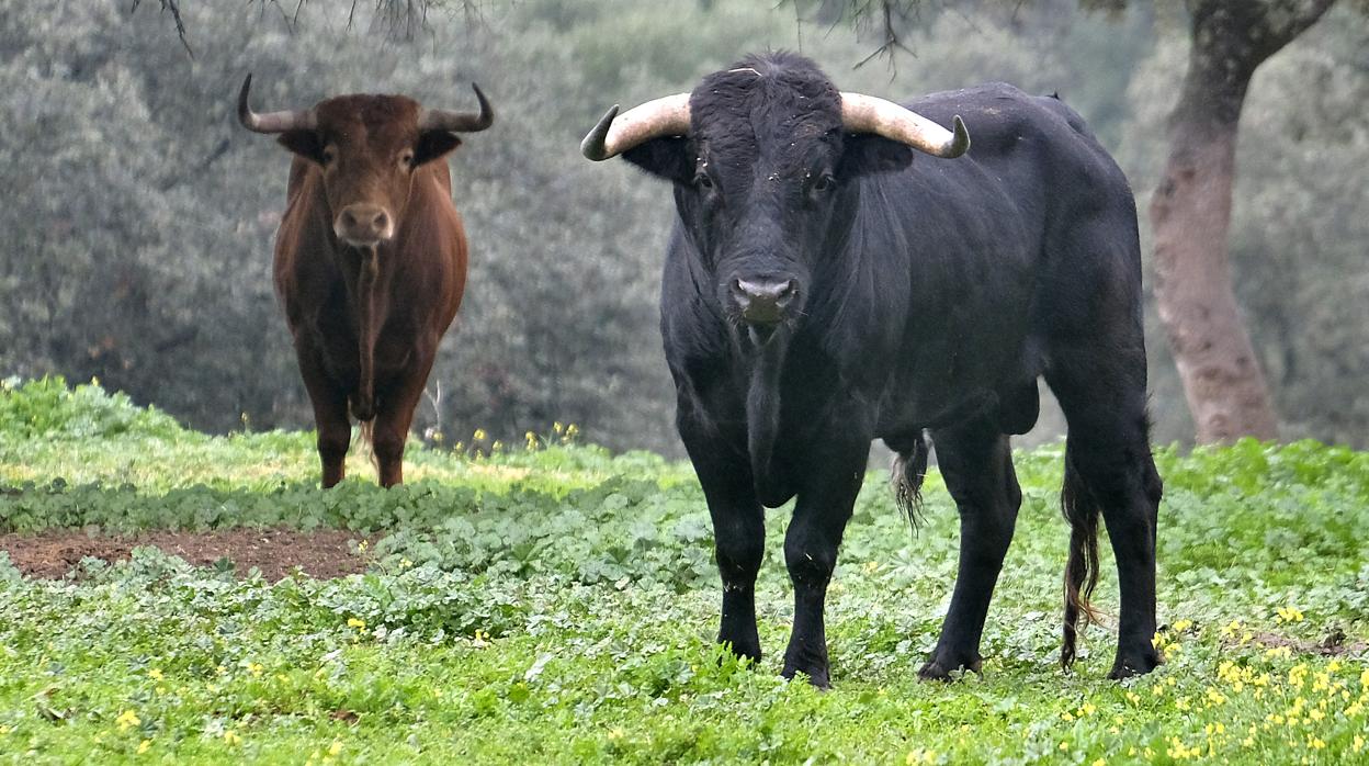 Dos imponentes toros de la ganadería del Marqués de Albaserrada en la finca Mirandilla de Gerena