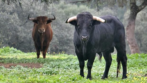 El turismo taurino se esfuma por la pandemia: «Hemos dejado de facturar 350.000 euros»