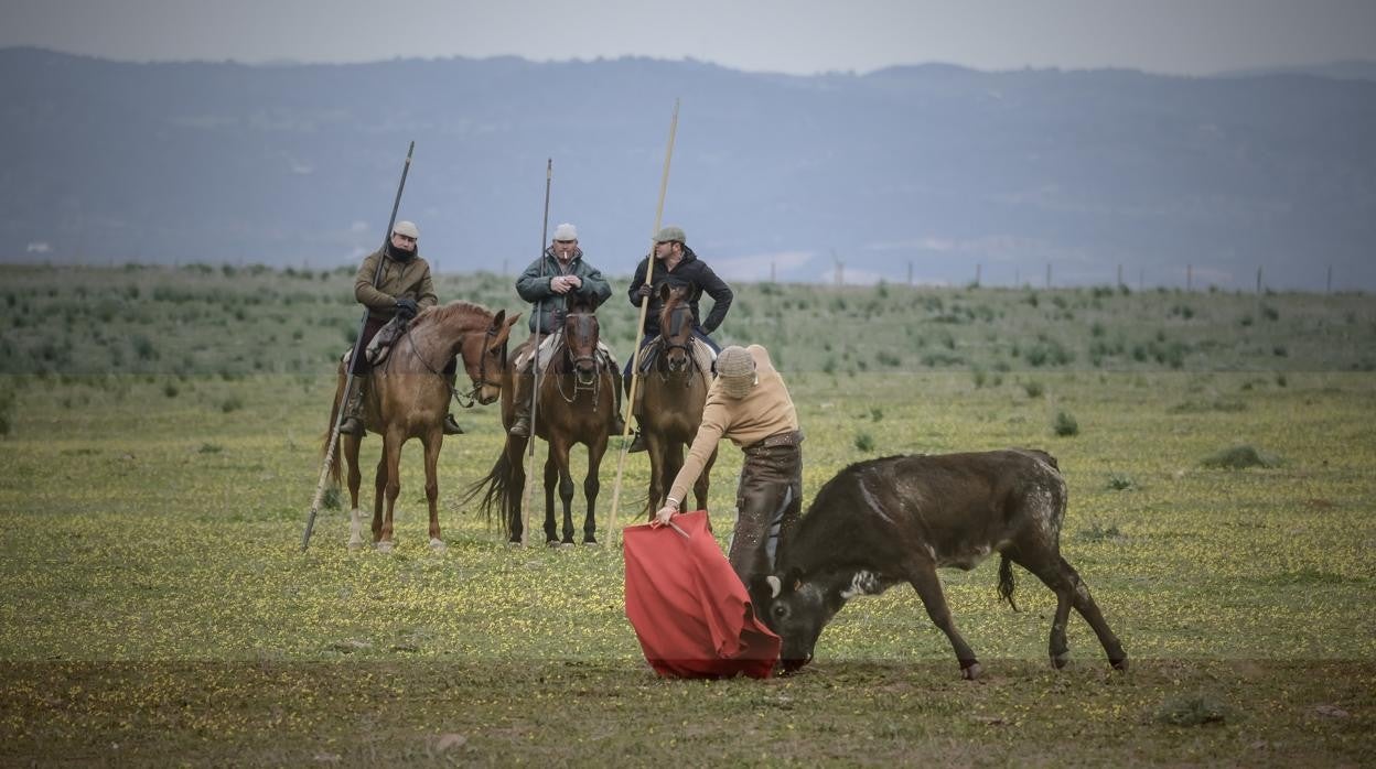 Manuel Escribano, toreando a campo abierto en la finca Los Gallos de la familia Miura