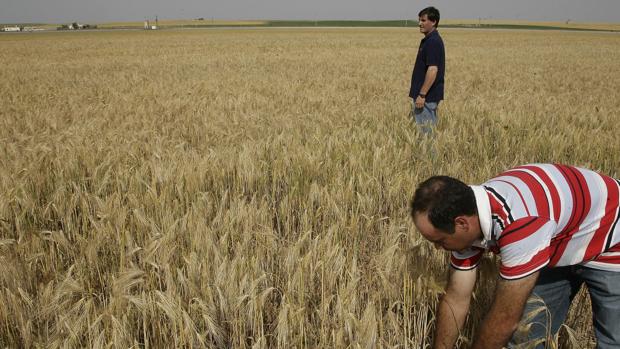 La cebada sale en Andalucía al rescate del olivar